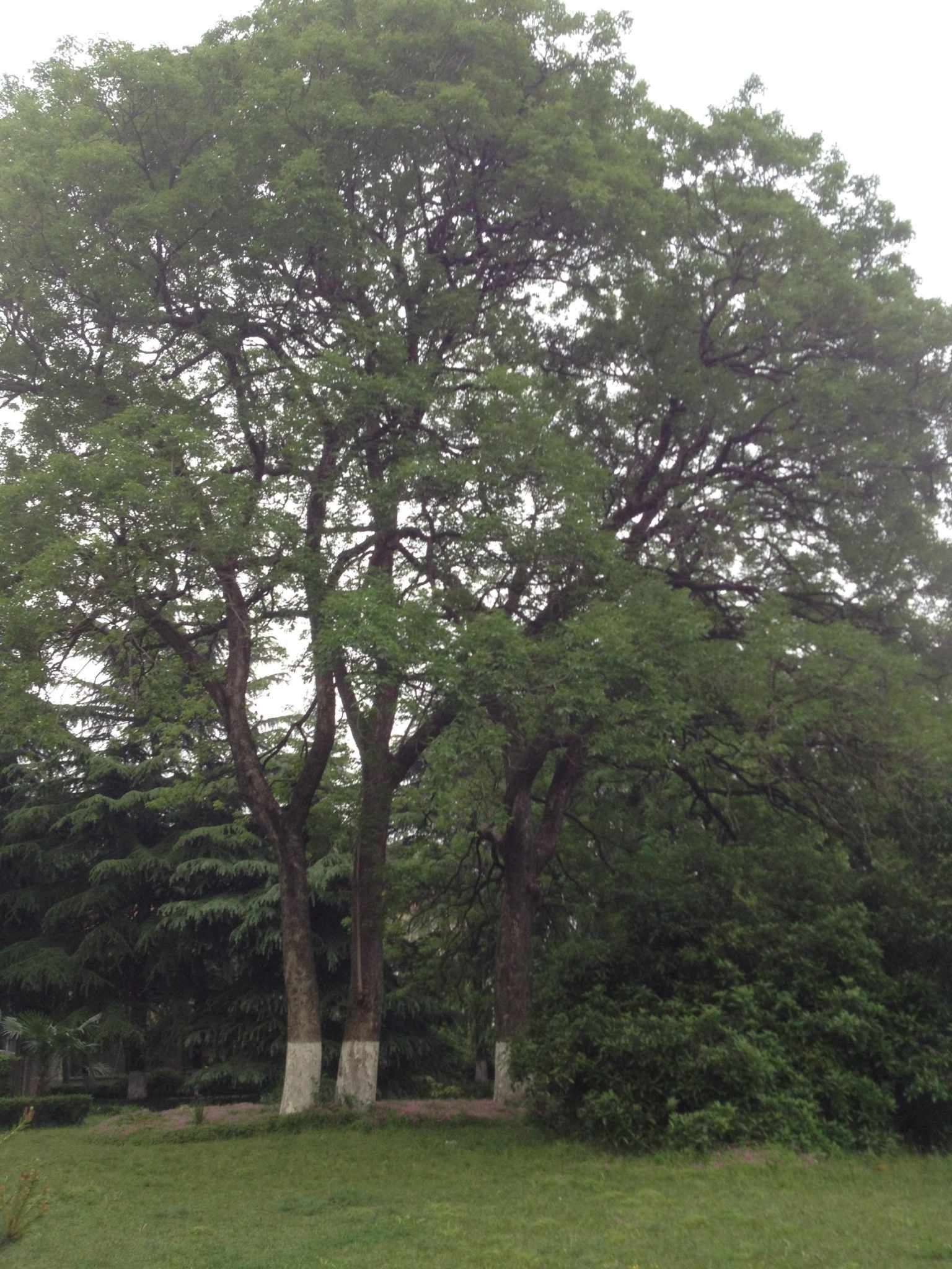 科大的树:重阳木