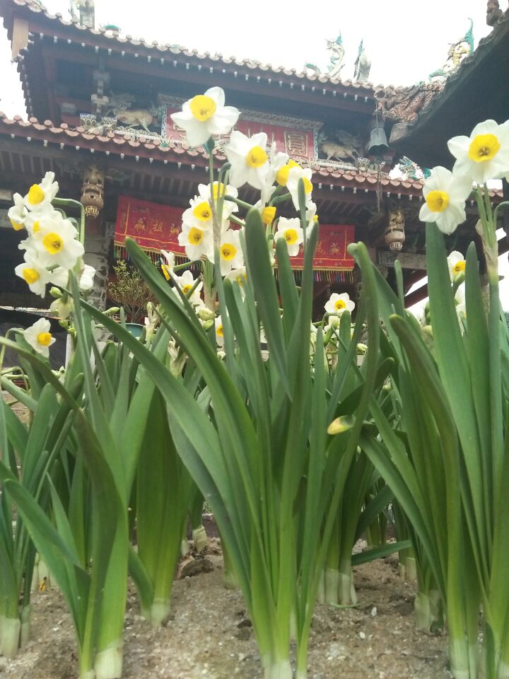 漳州市花水仙