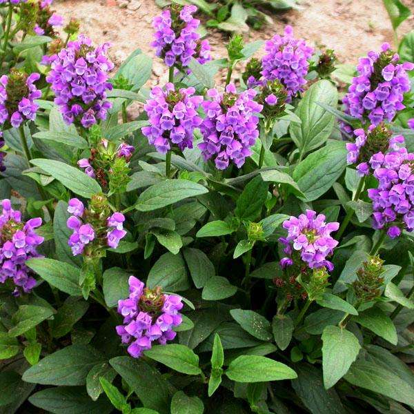 学名:prunella vulgaris),俗称牛对头,又称铁色草,大头花,棒柱头花