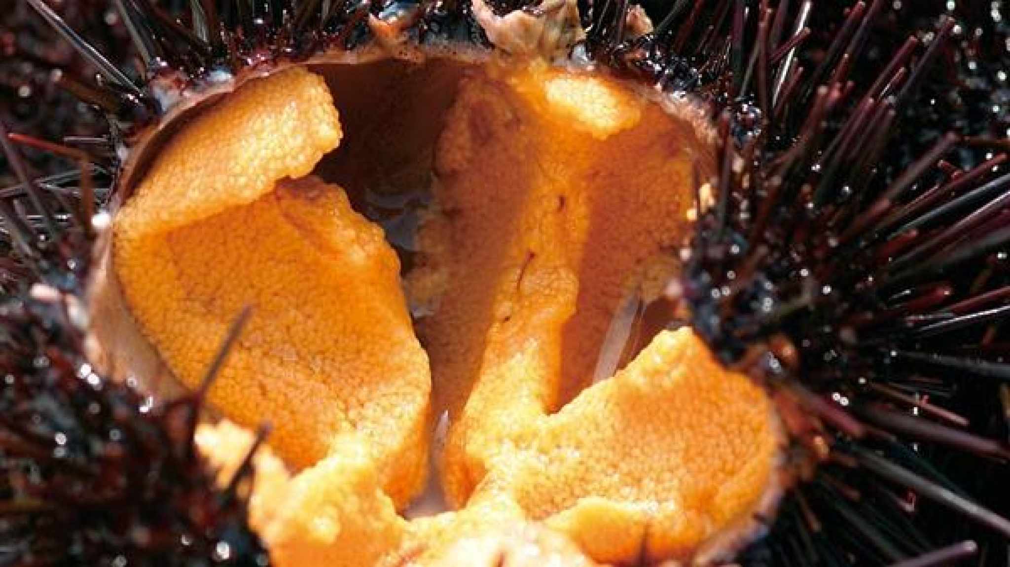 海胆好吃吗,海胆怎么吃,好吃的小吃(第11页)_大山谷图库