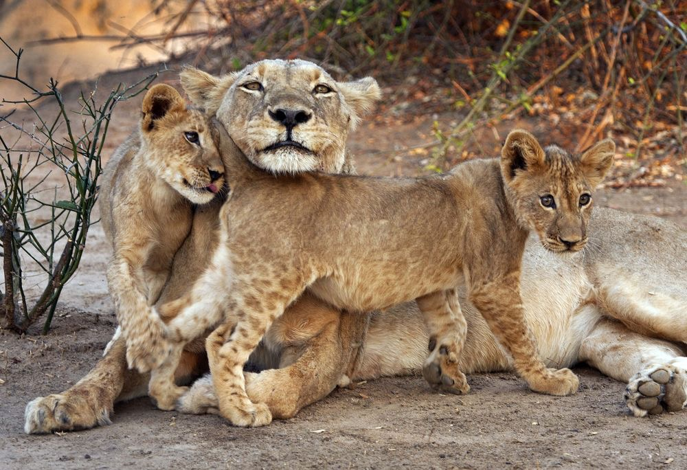 母狮子与小狮子