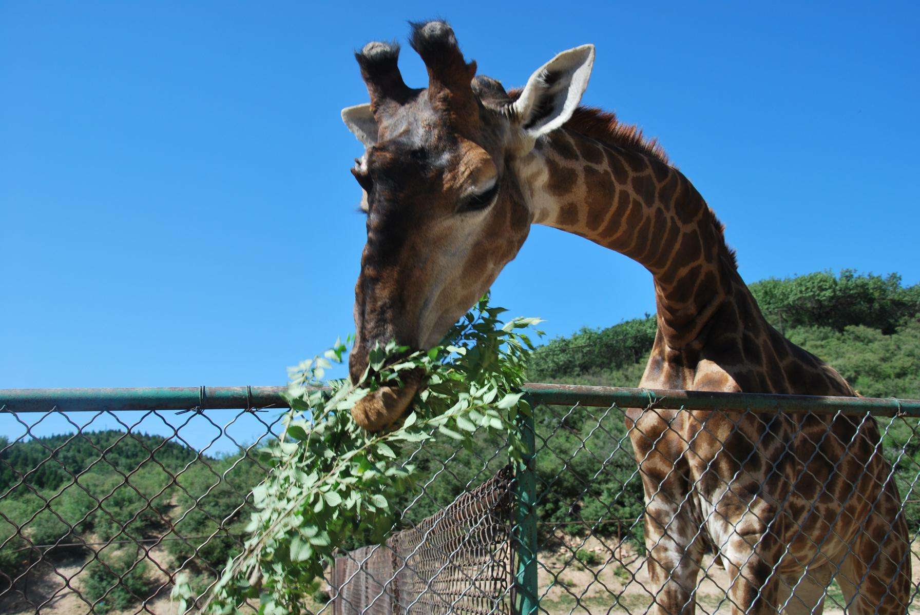八达岭野生动物园门票多少(八达岭野生动物园自驾游攻略)